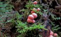 kleiner Blutmilchpilz am Waldboden